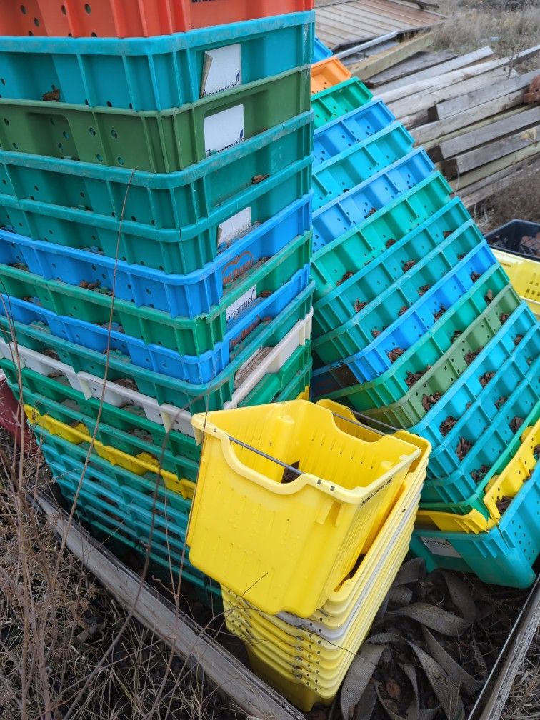 Fruit Picking Bins Stackable