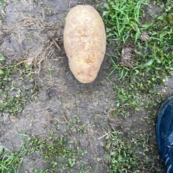 Exotic Potato From Neighborville In The Grinch Movie 