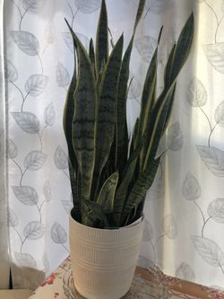 En  Venta Planta Grande 