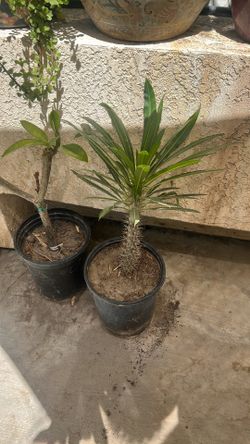 Madagascar palm tree