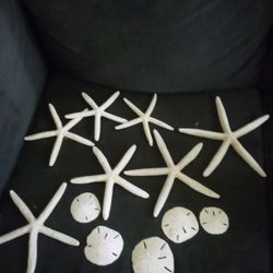 Sand dollars And Starfish Bundle Sale DO NOT MISS OUT 