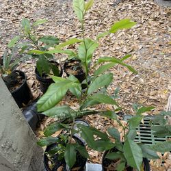 Lemon Tree