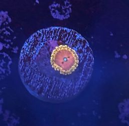 Pink Diamond Zoa Display Decor