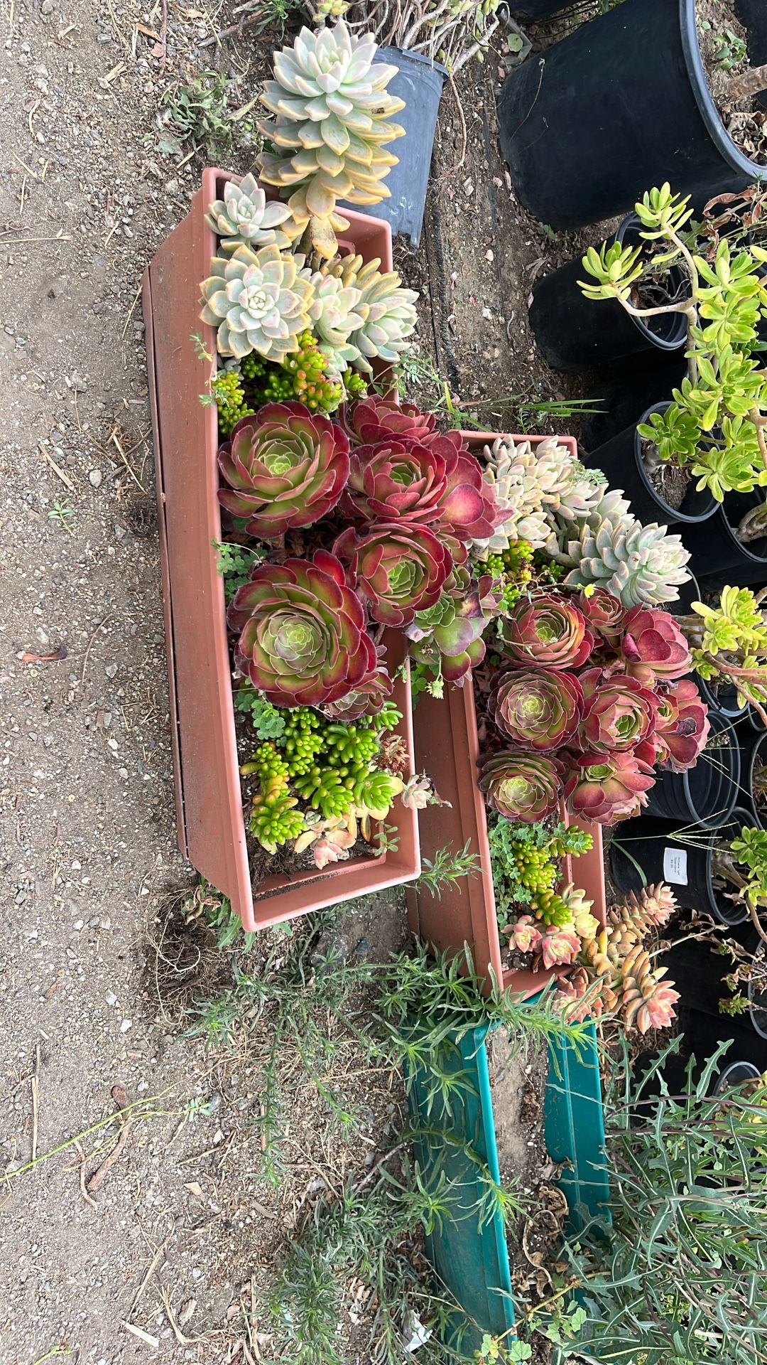 Succulents