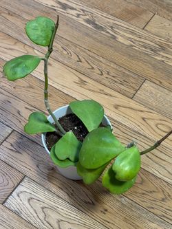 Hoya Heartleaf Kerri