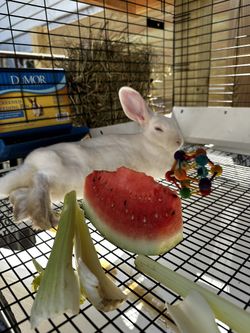 R.a.b.b.i.t.s For M.e.a.t Or P.e.t Available