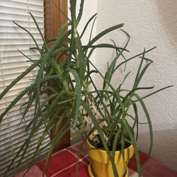 Aloe Plant 🪴 