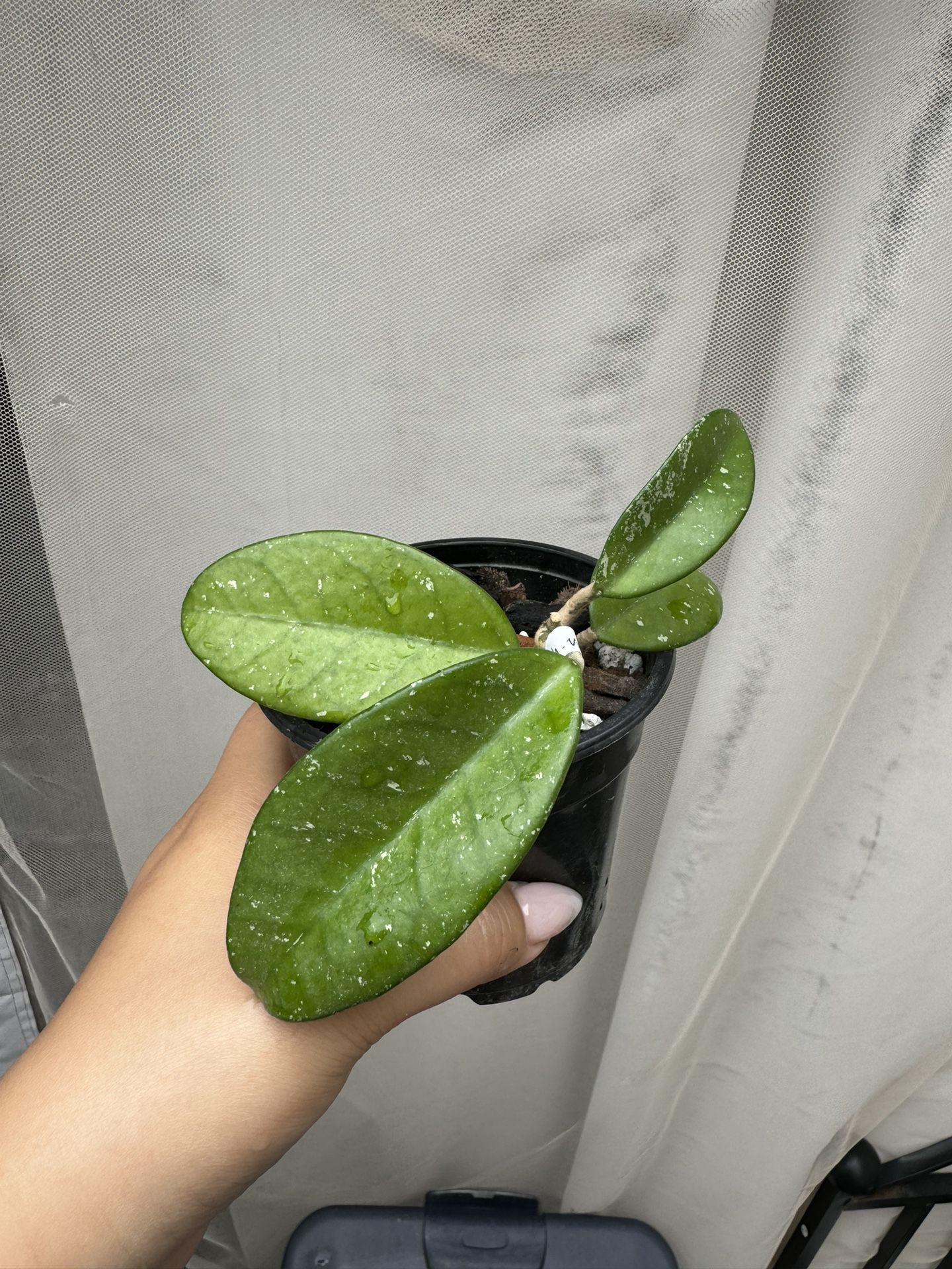 Hoya Wildflower - 4” Pot