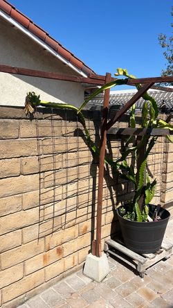 Dragon fruit trees
