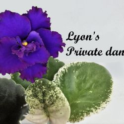 1 Leaf - Lyon's Private Dancer African Violet