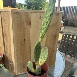 Cactus Plant