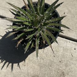 Succulents 