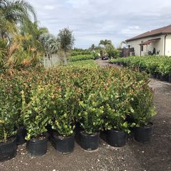 Cocoplum Plants 7 Gallon 