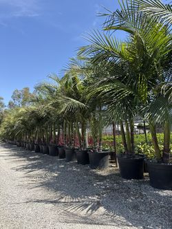 King Palm Tree Multi Trunk