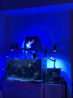 Reef Tank Breakdown