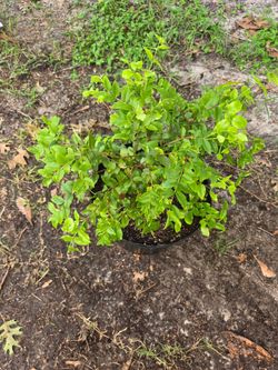 Jaboticaba planta