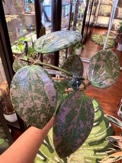 Hoya Wibergiae ‘Neon Pink’