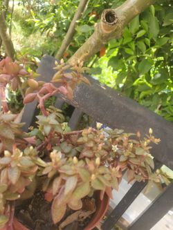 Jade Succulents Plant 