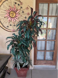 6ft decorative plant