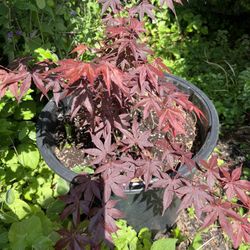 Maple Tree  Over Two Feets  Tall