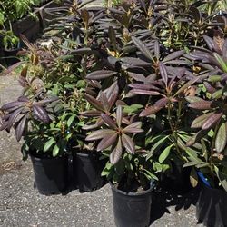 Half Priced Plants