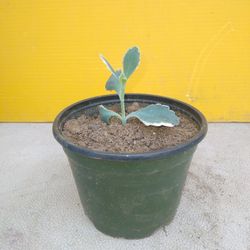 Aurora Borealis Kalanchoe 