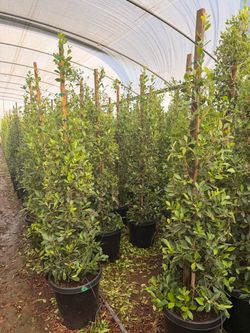 Indian Laurel ficus 15