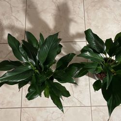 2 pots with plant with new potting soil  and new spot