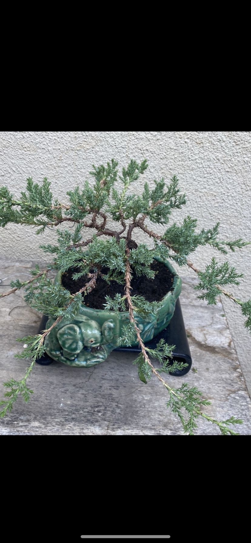 Bonsai Japanese Garden Junipers $65 Each