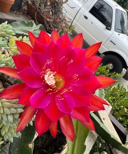 epiphyllum