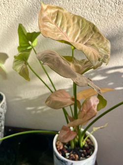 Syngonium Neon Robusta