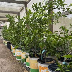 Certified Citrus Trees 