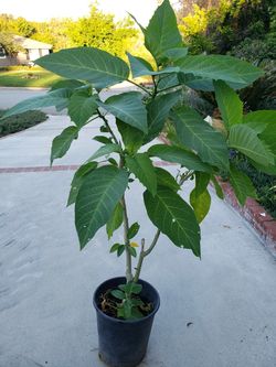 White Angel Trumpet Tree