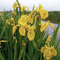  Yellow Iris Plants 2 Gallon Fully Rooted