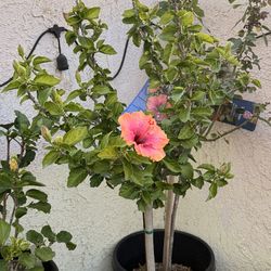 Beautiful Multi Colored Hibiscus Tree
