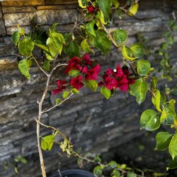 Bougainvillea Barba Kasrt Shrub 5 Gal