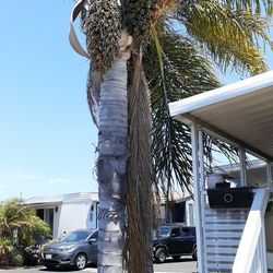 Two Palms Free