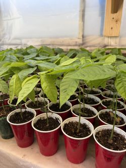 Chocolate Plants **cacao**