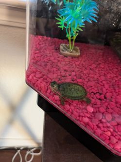 Baby Turtle 4sale with tank