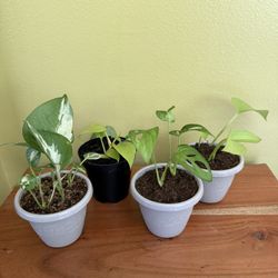 Pothos Starter Plants