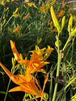 Daylily plants 🪴