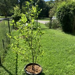 5' Heritage River Birch Tree for sale