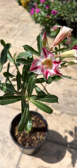Desert Rose