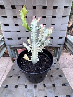 Euphorbia succulents plant
