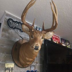  Mount 