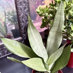 🌿Rare Moonshine Snake Plant🙏PLS READ DESCRIPTION 16”H 