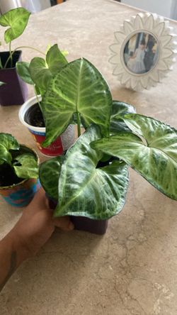 Arrowhead Plant