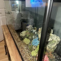 55 Inch Fish Tank 