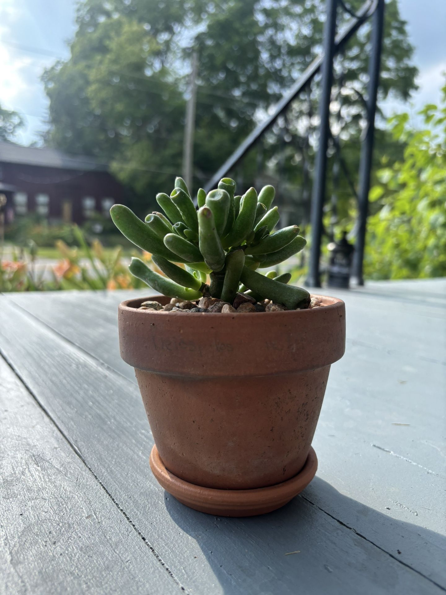 Succulent Plant In Mini Ceramic Pot