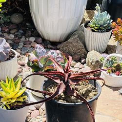 Red Aloe (Aloe Cameronii)